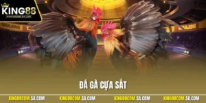 Đá Gà Cựa Sắt – Trải Nghiệm Chọi Kê Hấp Dẫn Tại KING88 Uy Tín