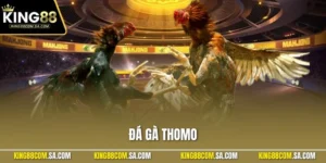 Đá Gà Thomo - Tất Cả Thông Tin Cần Biết Để Tham Gia Cá Cược