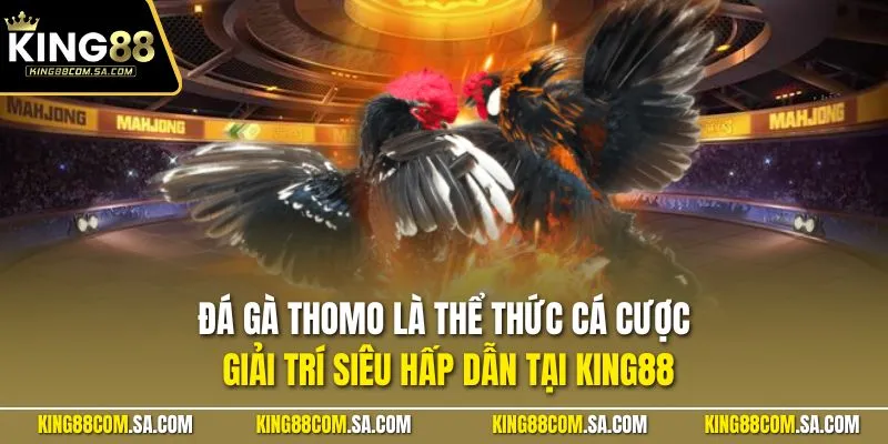  Đá gà Thomo là thể thức cá cược giải trí siêu hấp dẫn tại KING88