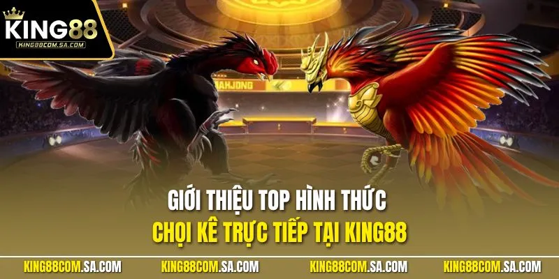 Giới thiệu top hình thức chọi kê trực tiếp tại KING88