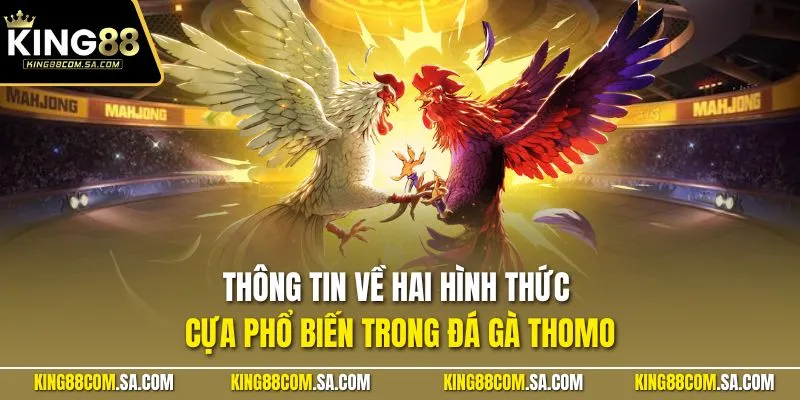 Thông tin về hai hình thức cựa phổ biến trong đá gà Thomo